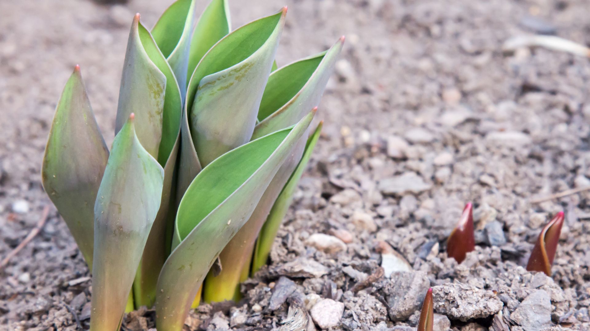 Tulips, All Other (FIRST Emerged) 